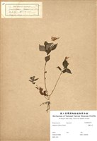 藏品(紫鳳仙花)的圖片